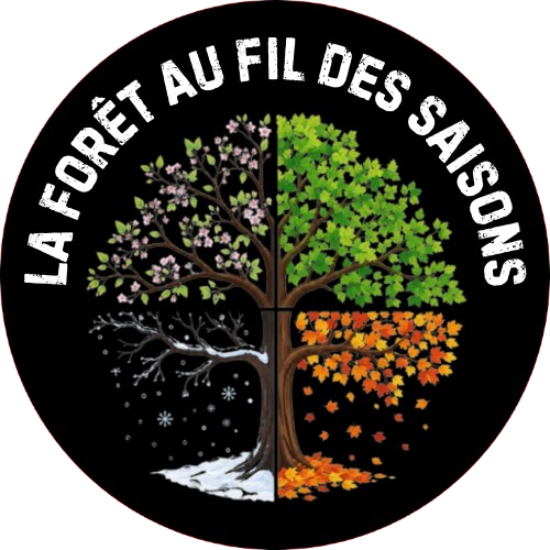 La forêt au fil des saisons