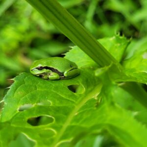 rainette verte 2