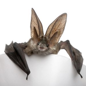 Grey long-eared bat, Plecotus astriacus, in front of white background, studio shot