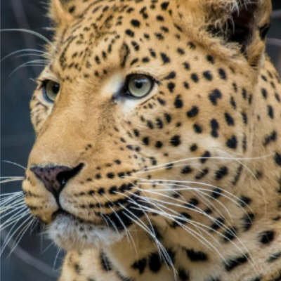 jaguar reel